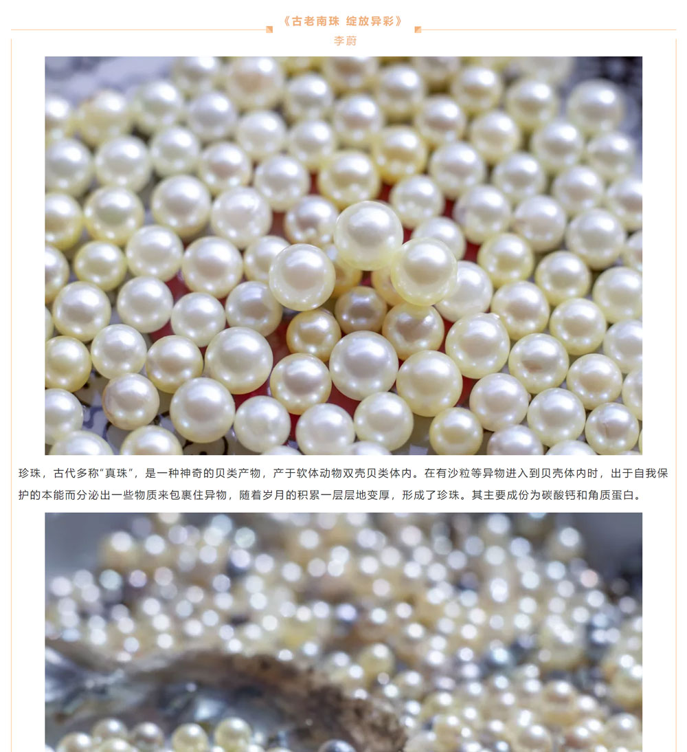 古老南珠，綻放異彩